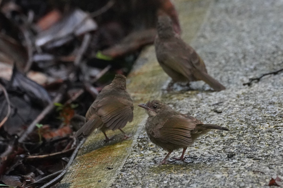 Olive-winged Bulbul - ML631889973