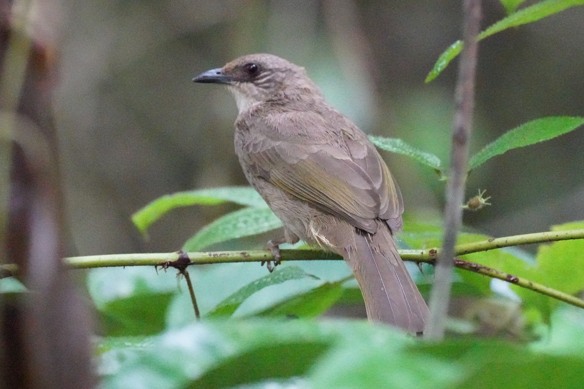 Olive-winged Bulbul - ML631889974