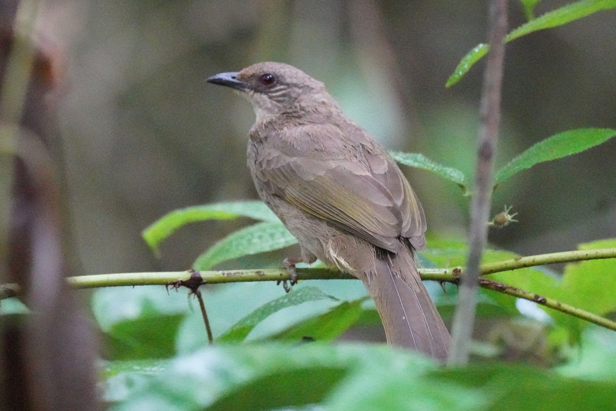 Olive-winged Bulbul - ML631889976