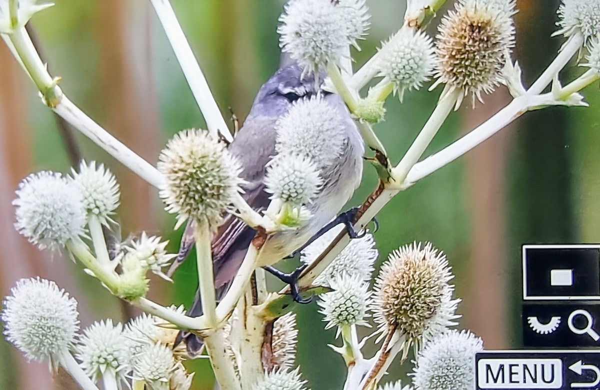 White-crested Tyrannulet (Sulphur-bellied) - ML631890013