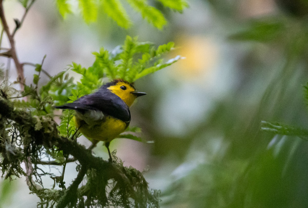 Collared Redstart - ML631890067