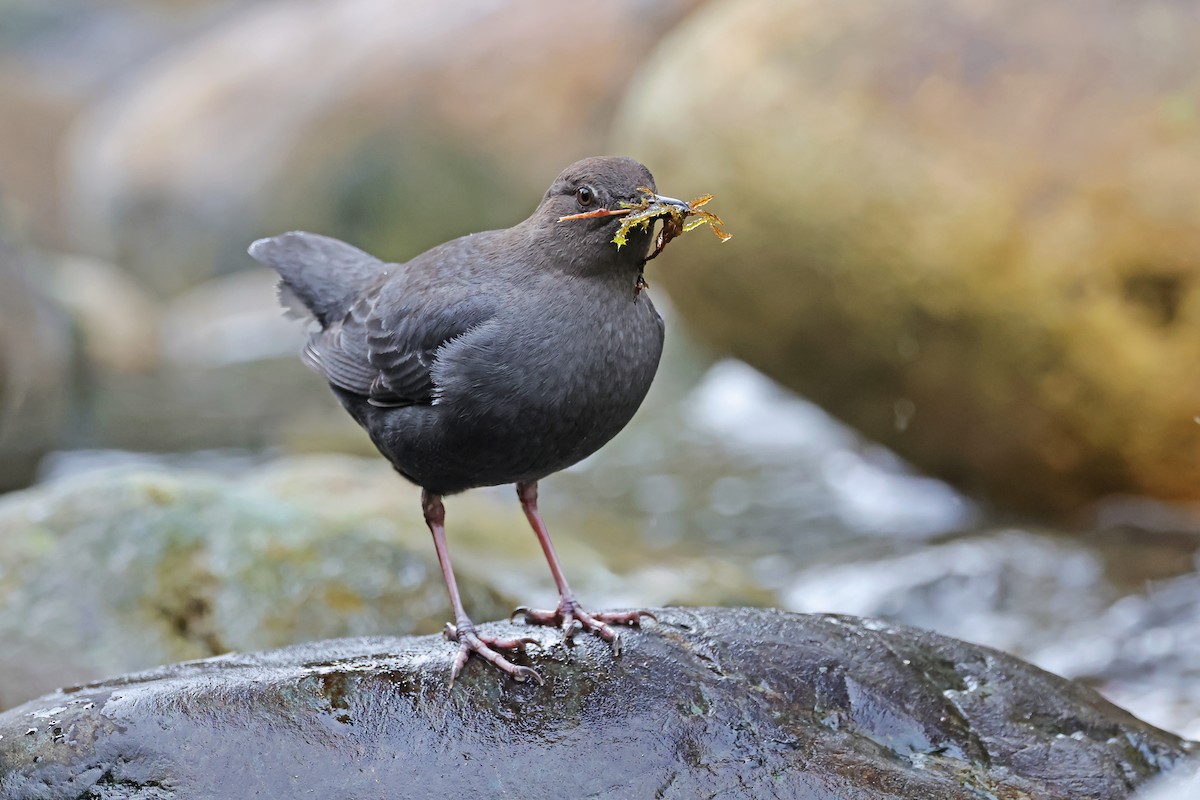 American Dipper - ML631890107