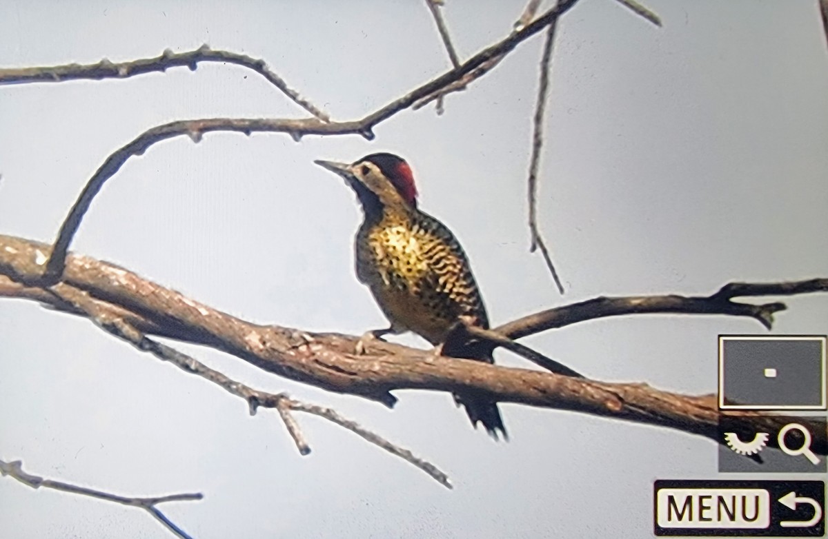 Green-barred Woodpecker (Golden-breasted) - ML631890121