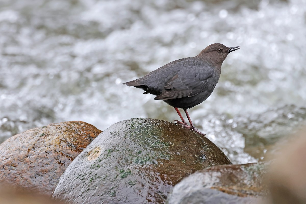 American Dipper - ML631890127