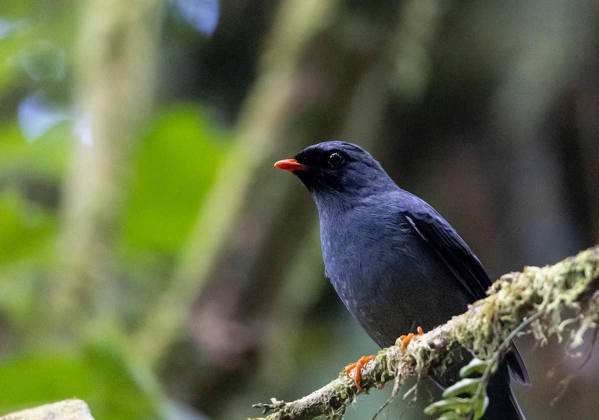 Black-faced Solitaire - ML631890146
