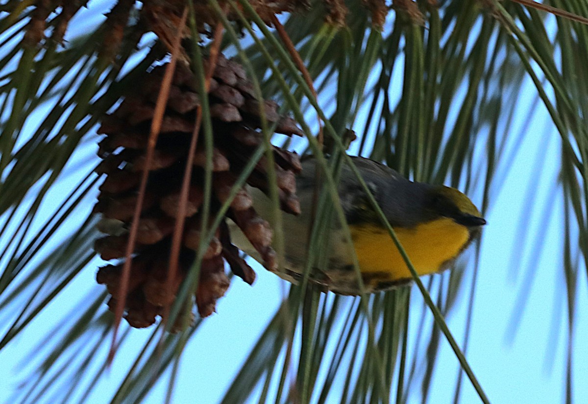 Olive-capped Warbler - ML631890147