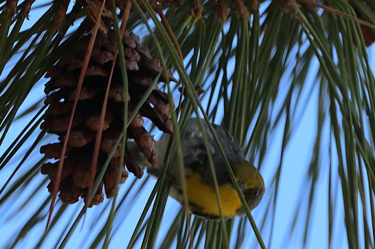 Olive-capped Warbler - ML631890153