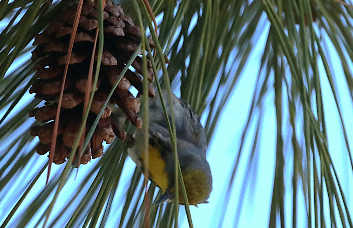 Olive-capped Warbler - ML631890160
