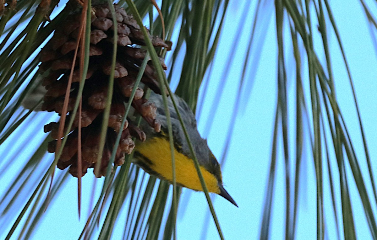 Olive-capped Warbler - ML631890162