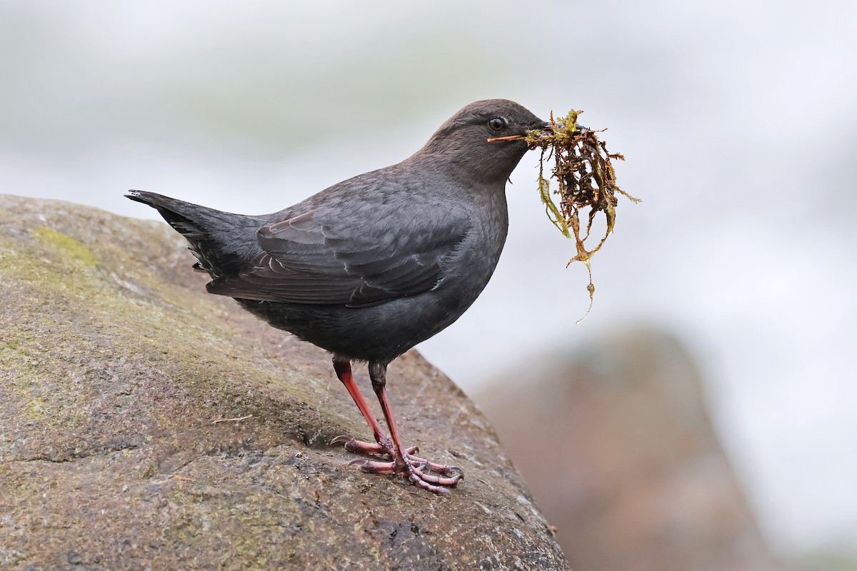 American Dipper - ML631890229
