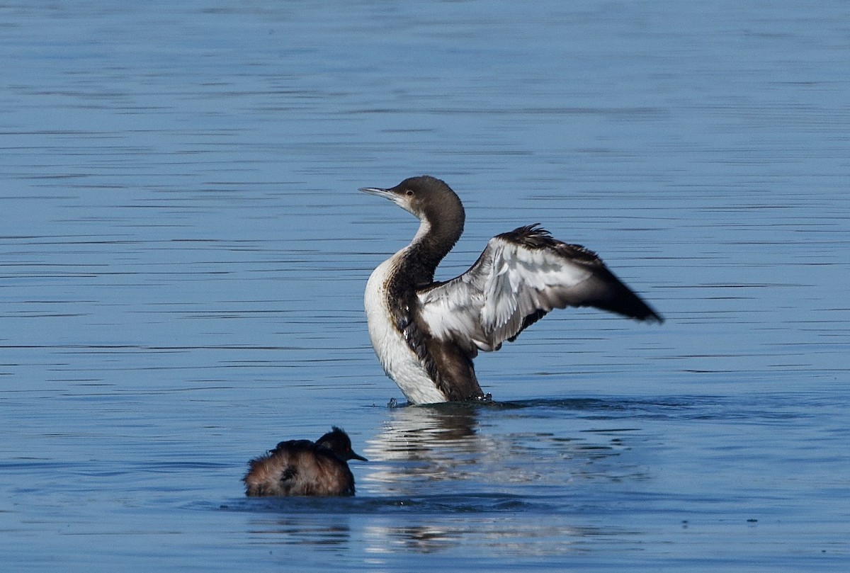 Pacific Loon - ML631890244