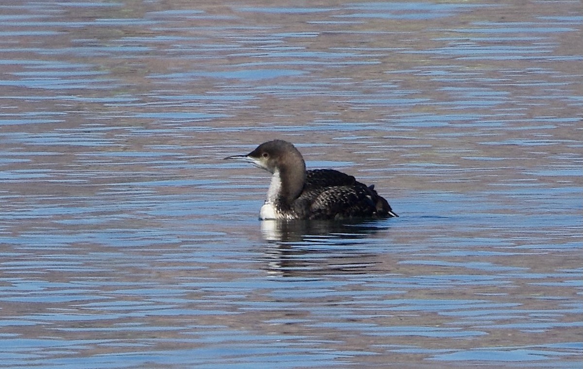 Pacific Loon - ML631890276