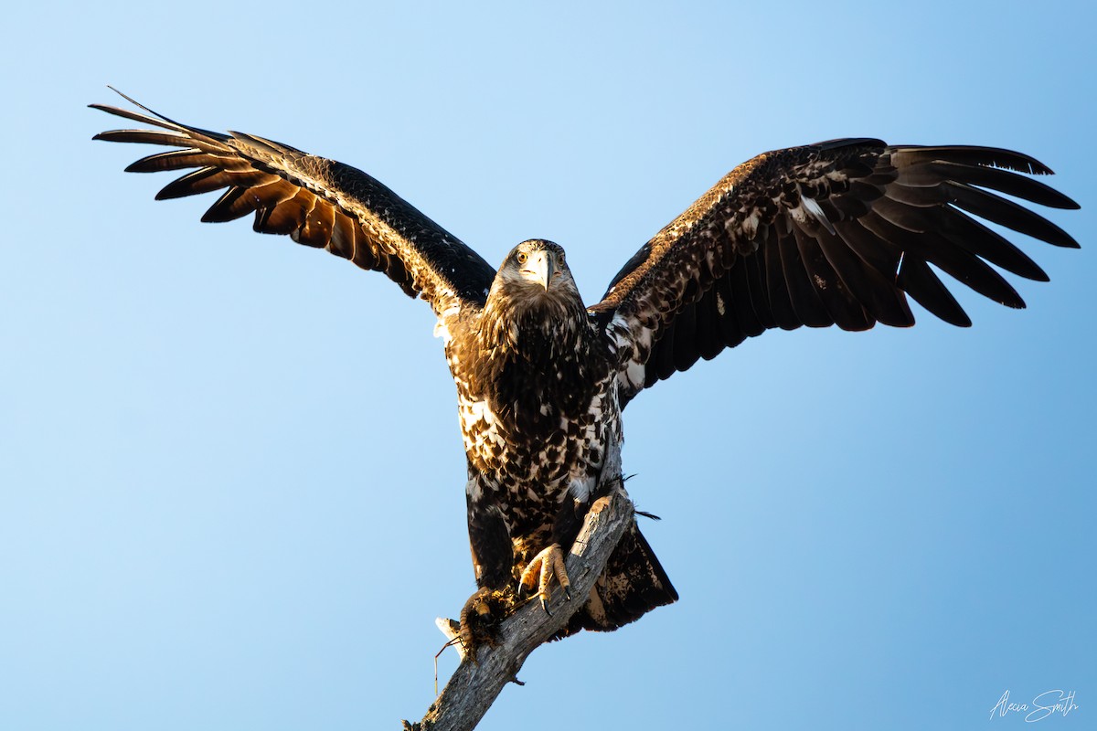 Bald Eagle - ML631890506