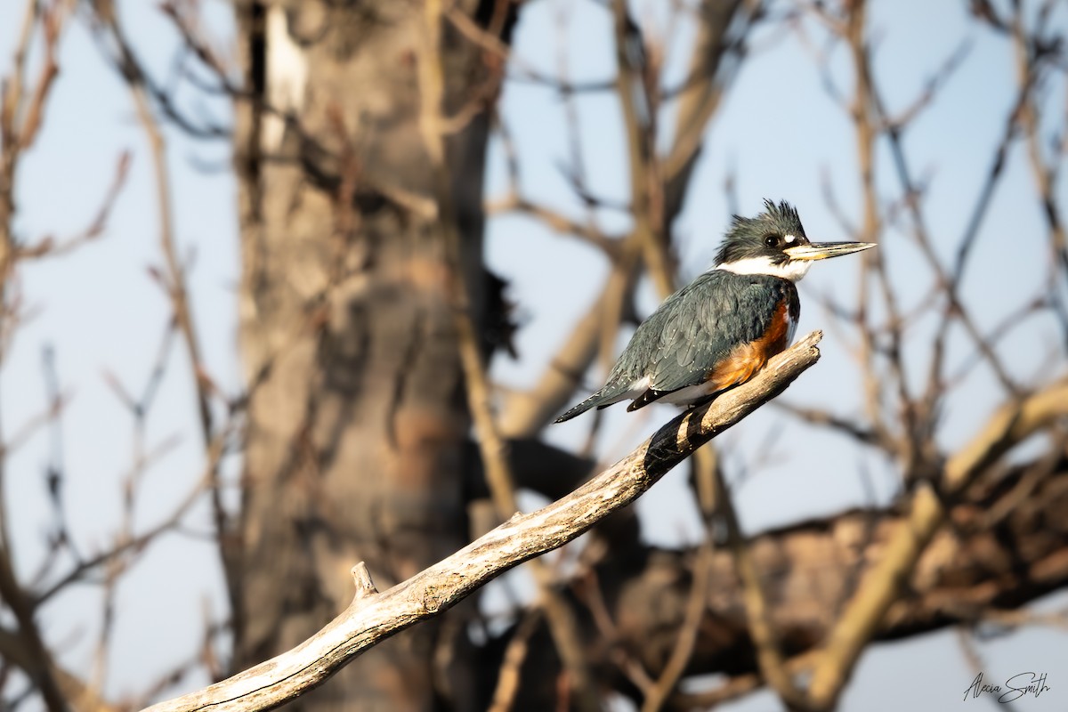 Belted Kingfisher - ML631890520