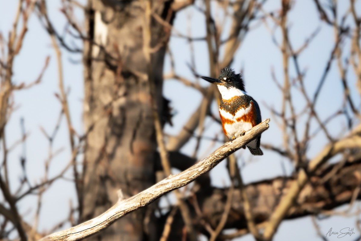 Belted Kingfisher - ML631890521