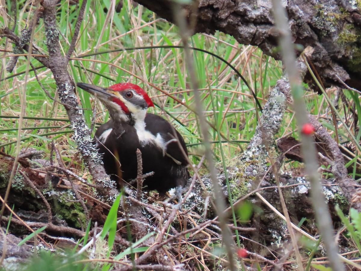 Pileated Woodpecker - ML631890618