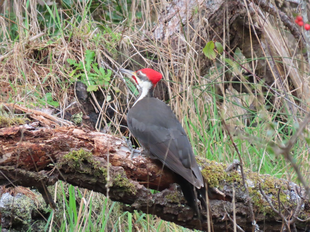 Pileated Woodpecker - ML631890619