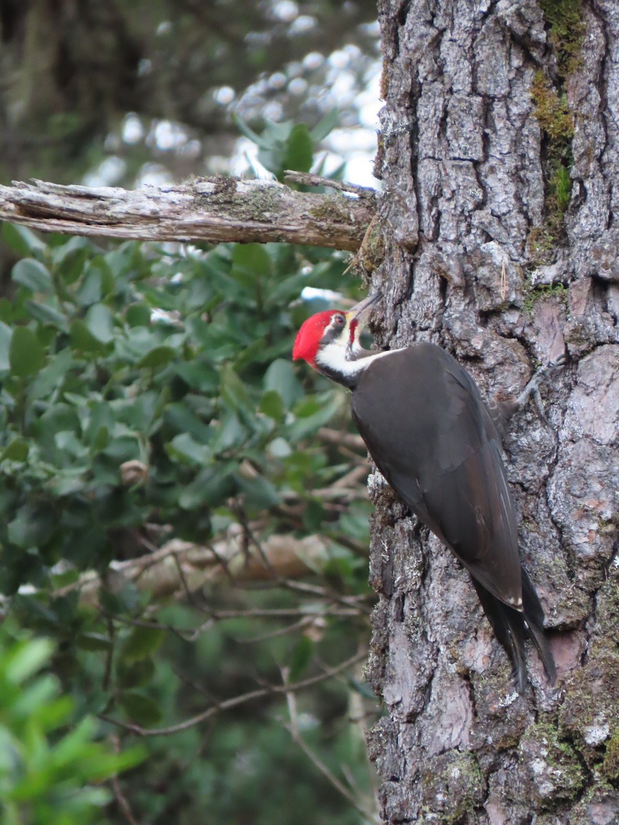 Pileated Woodpecker - ML631890620