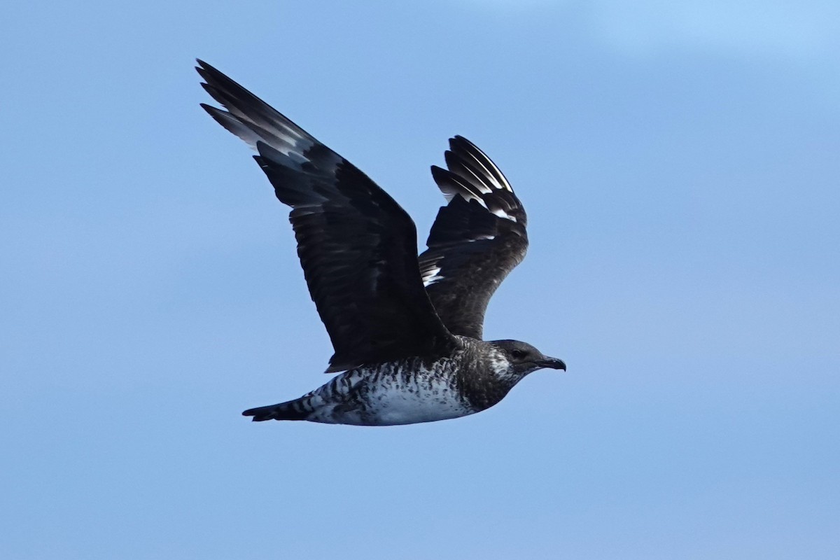 Pomarine Jaeger - ML631890675