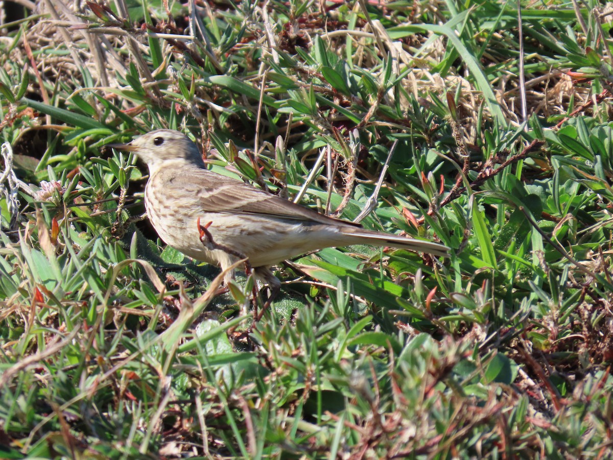 American Pipit - ML631890678