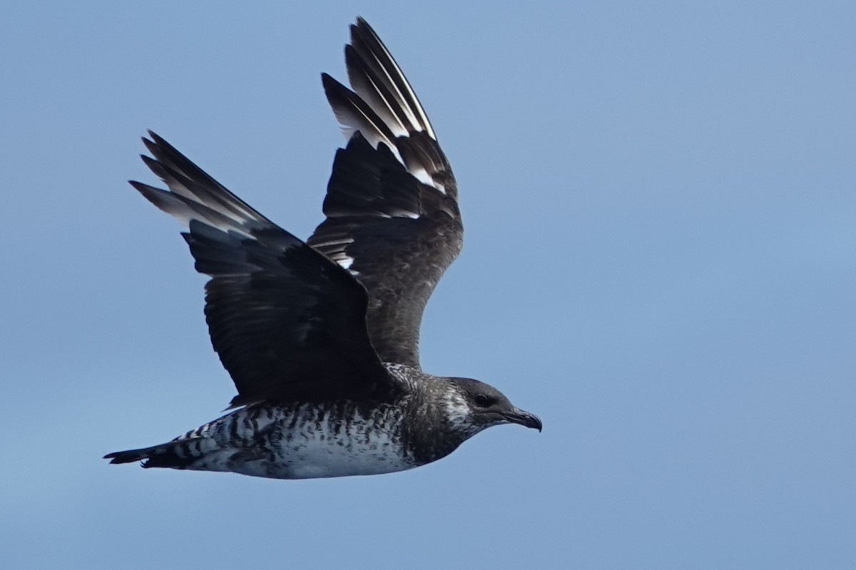Pomarine Jaeger - ML631890698