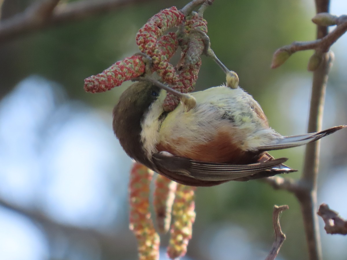 Chestnut-backed Chickadee - ML631890731