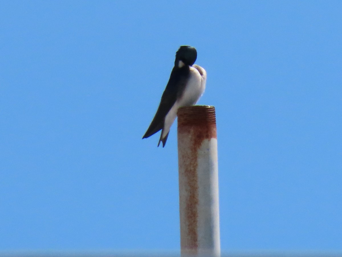 Tree Swallow - ML631890755