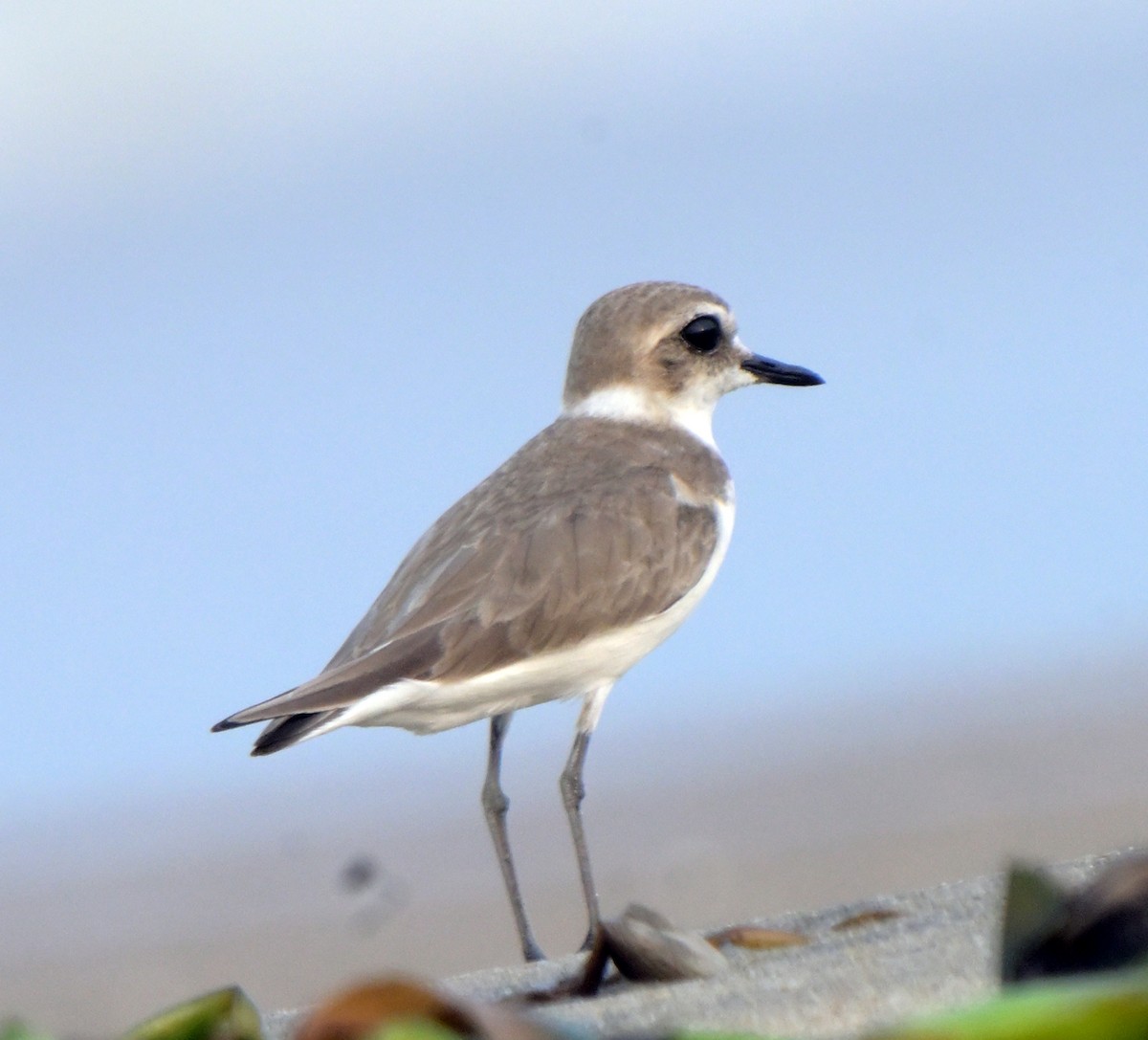 Tibetan Sand-Plover - ML631890817