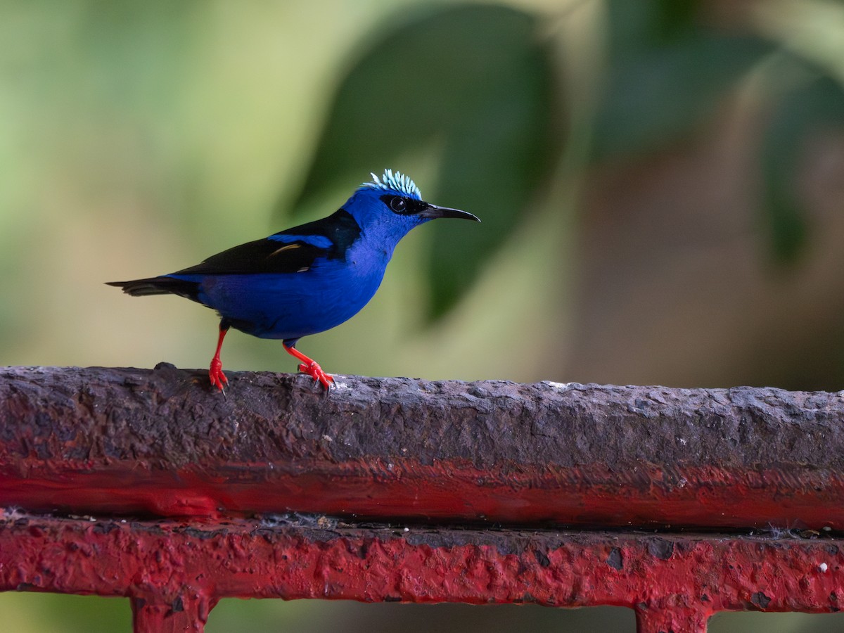 Red-legged Honeycreeper - ML631890872