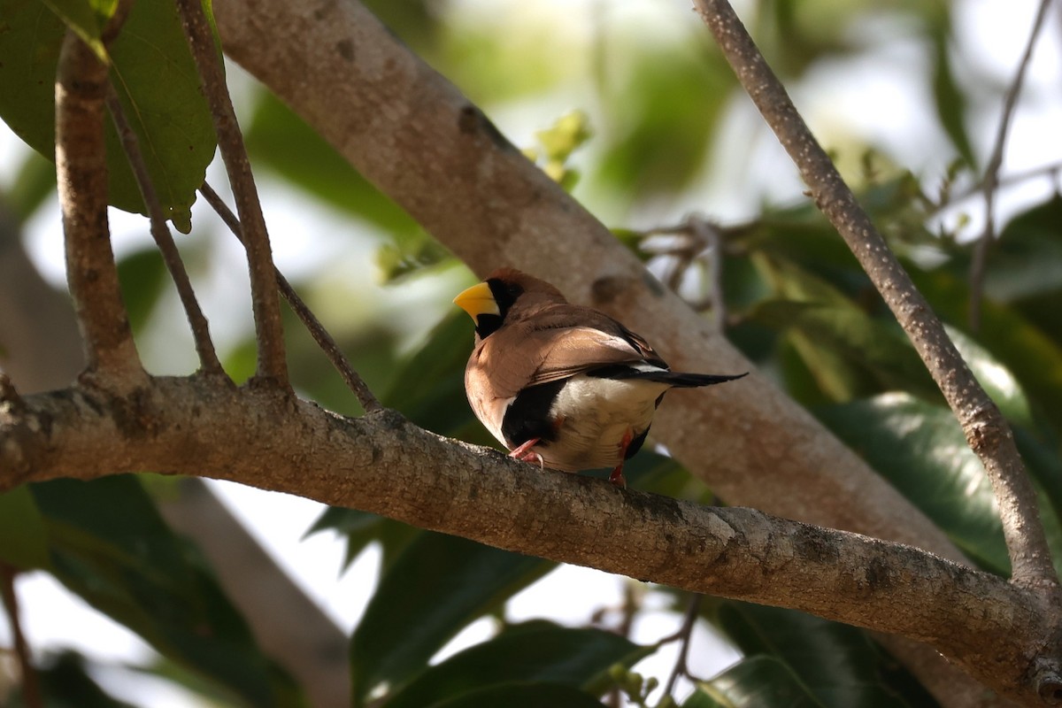 Masked Finch - ML631891094