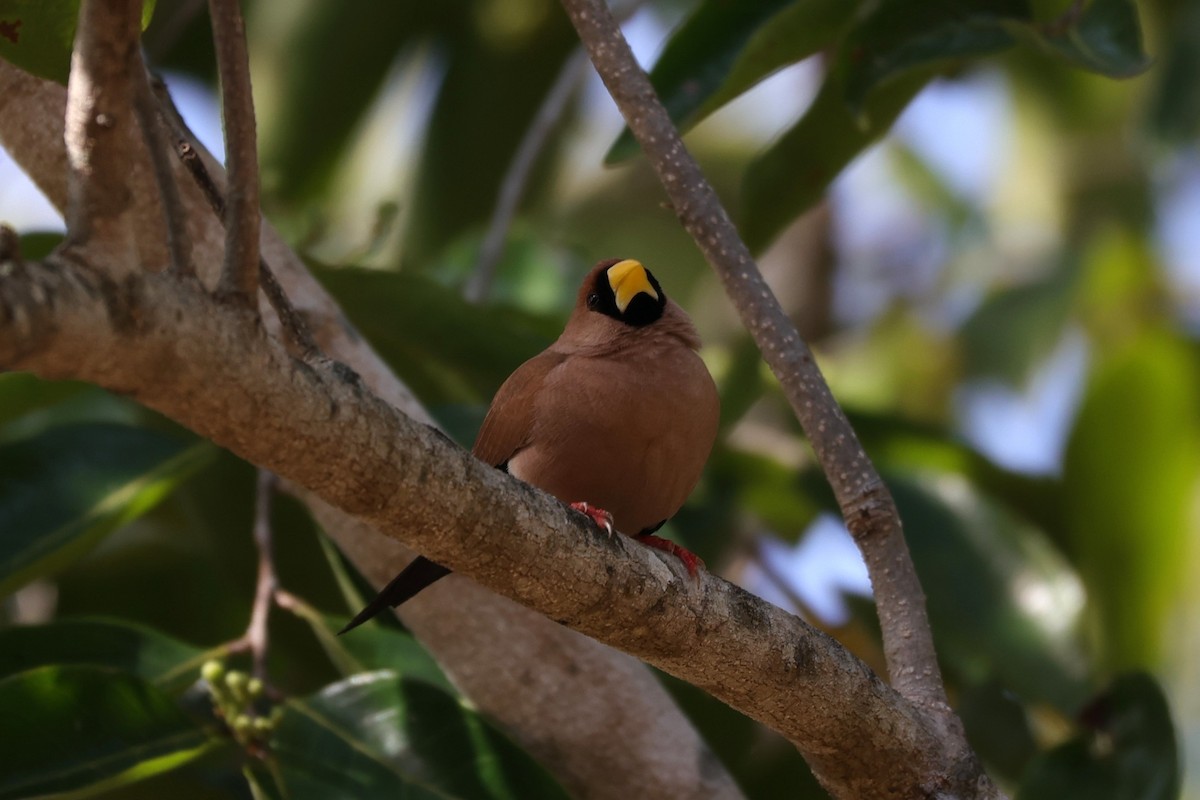 Masked Finch - ML631891095