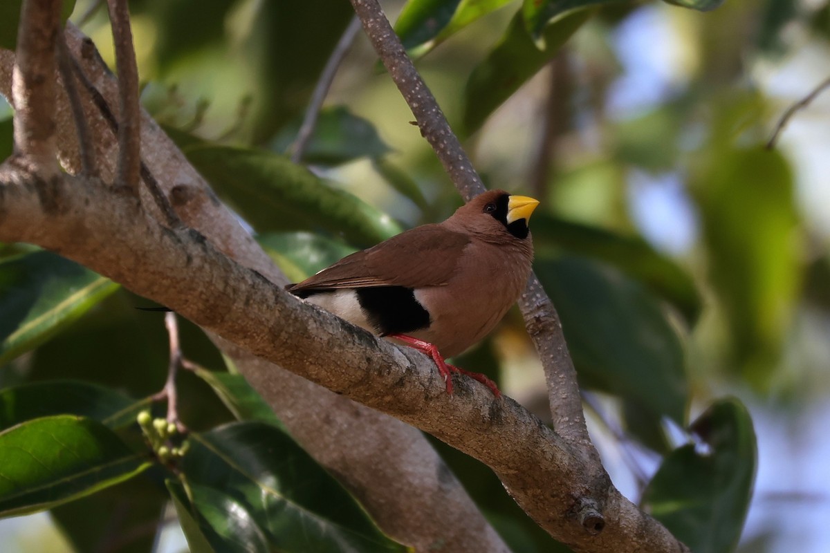 Masked Finch - ML631891096