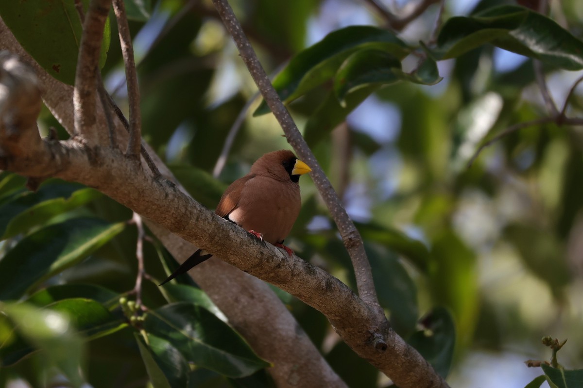 Masked Finch - ML631891097
