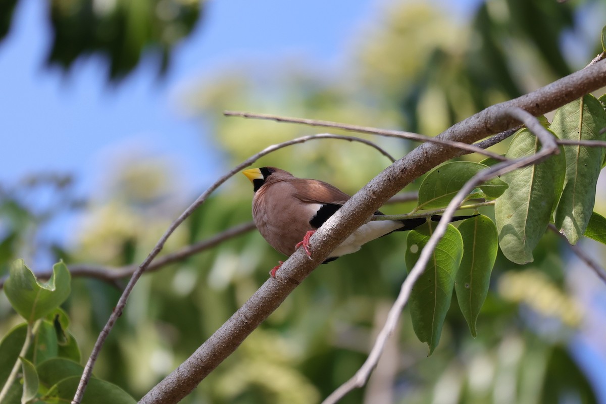 Masked Finch - ML631891098