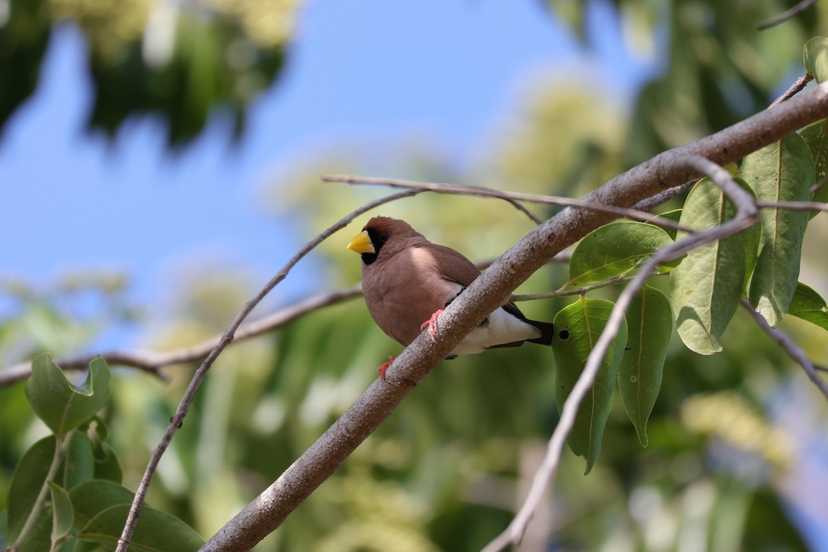 Masked Finch - ML631891099