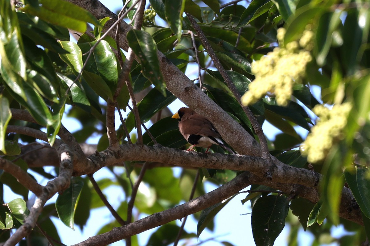 Masked Finch - ML631891101