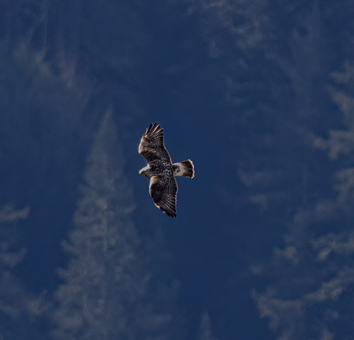 Rough-legged Hawk - ML631891413
