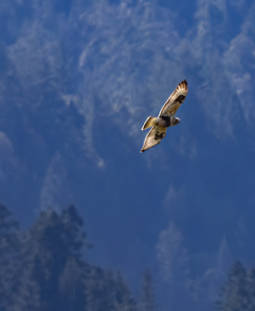 Rough-legged Hawk - ML631891414