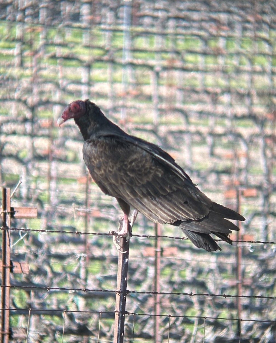 Turkey Vulture - ML631891570