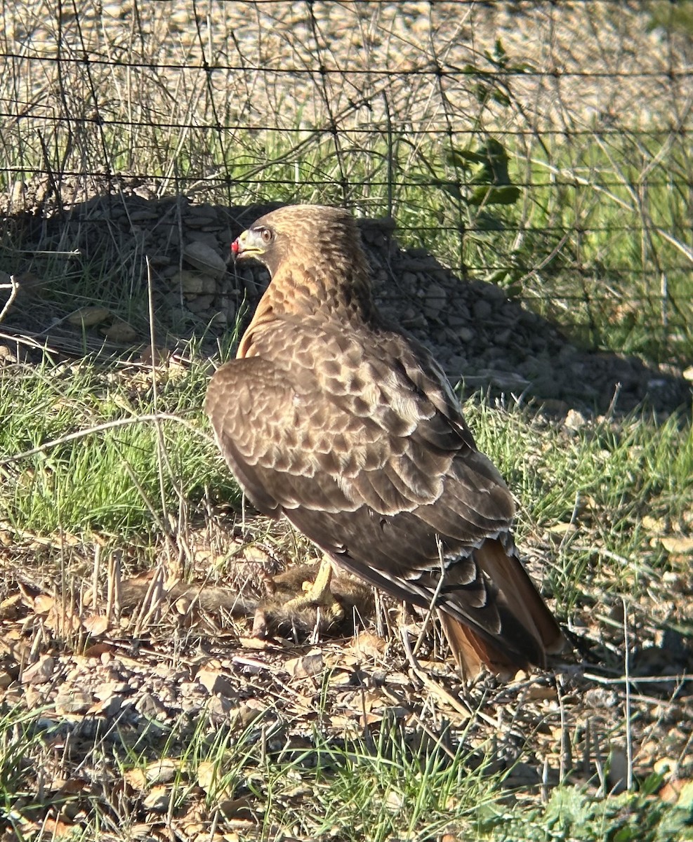Red-tailed Hawk - ML631891603