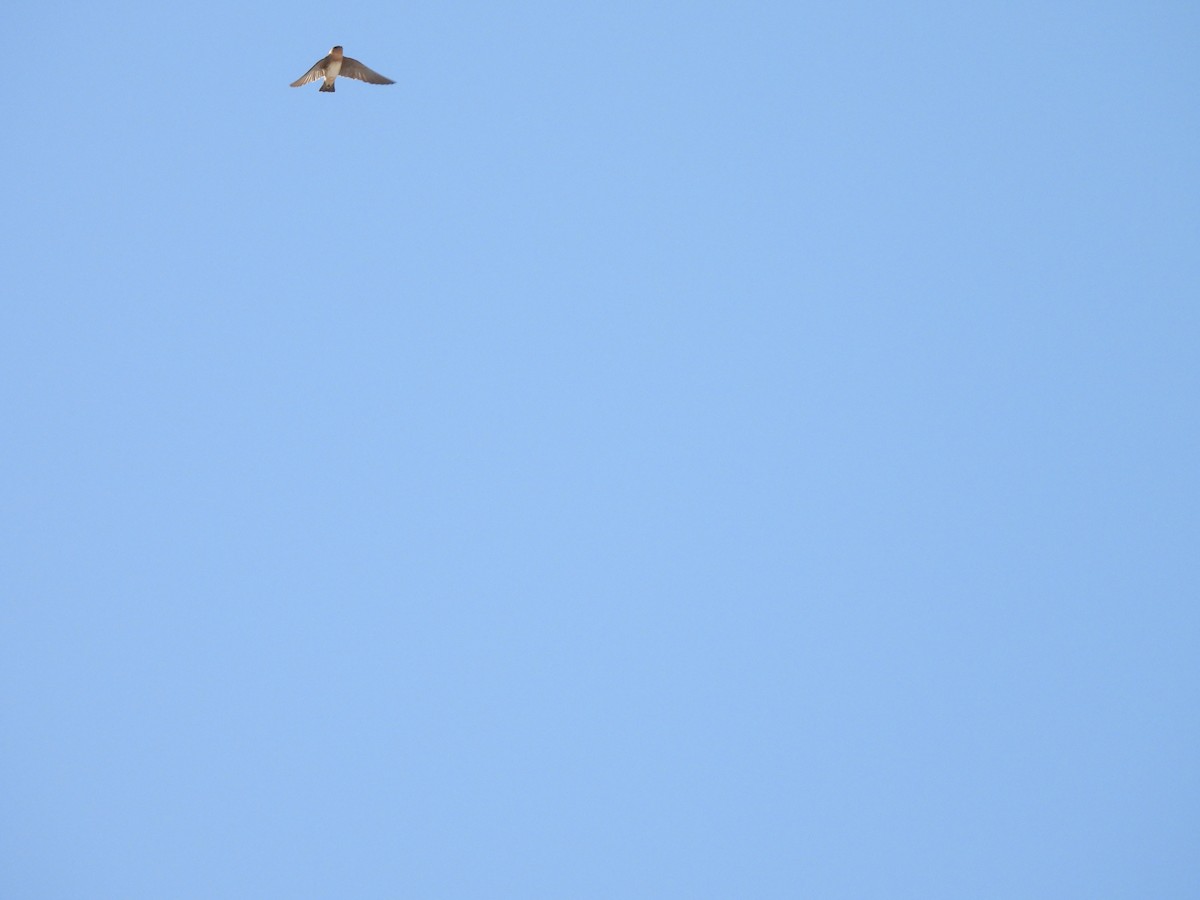 Cave Swallow - ML631891681