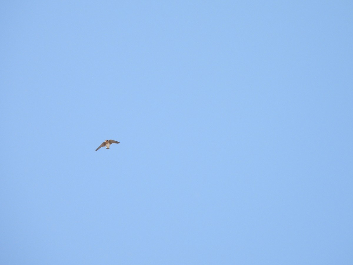 Cave Swallow - ML631891682