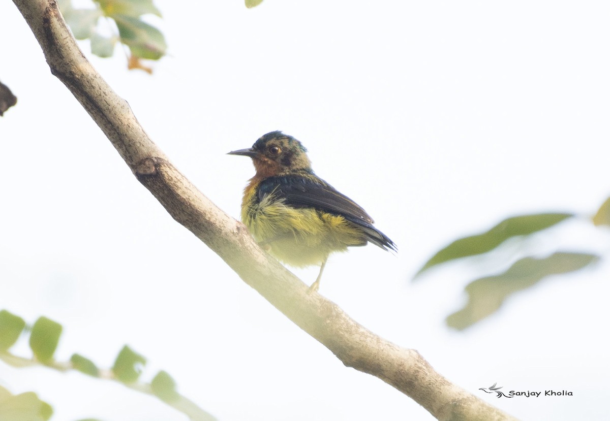 Ruby-cheeked Sunbird - ML631891919