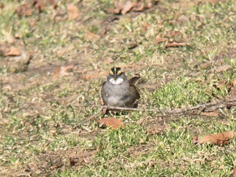 White-throated Sparrow - ML631891924