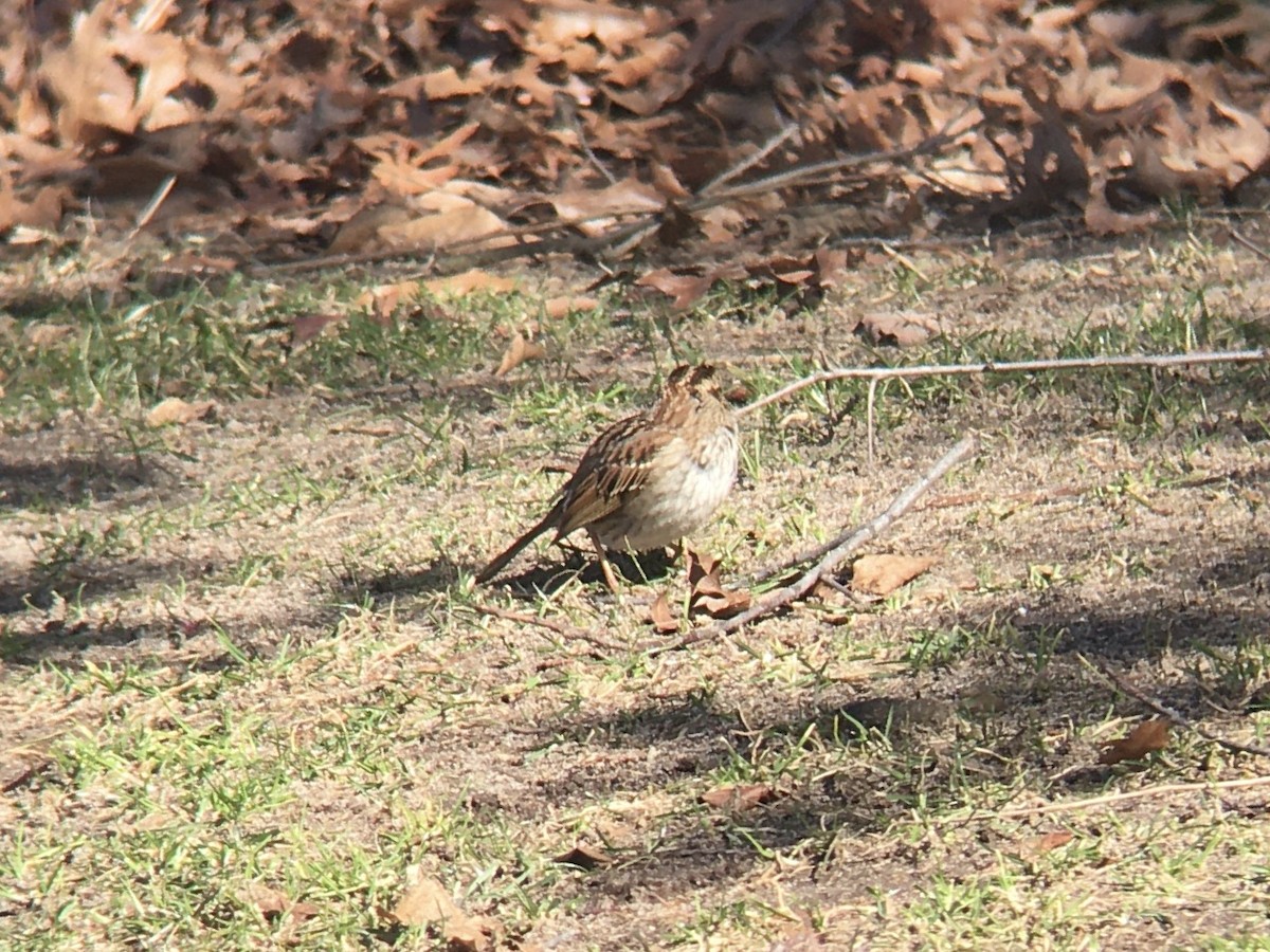 White-throated Sparrow - ML631891925