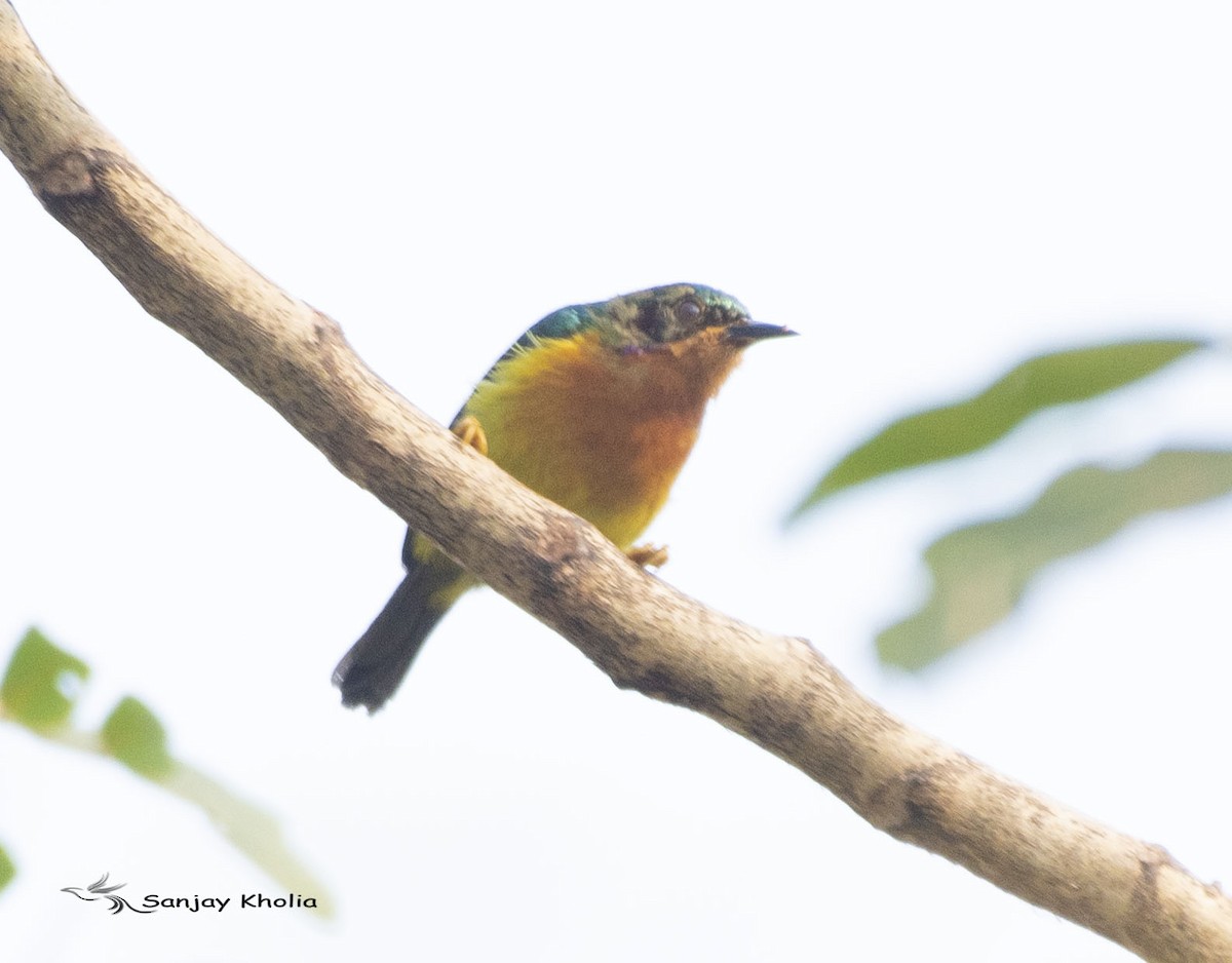 Ruby-cheeked Sunbird - ML631891928