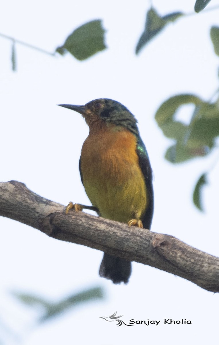Ruby-cheeked Sunbird - ML631891950
