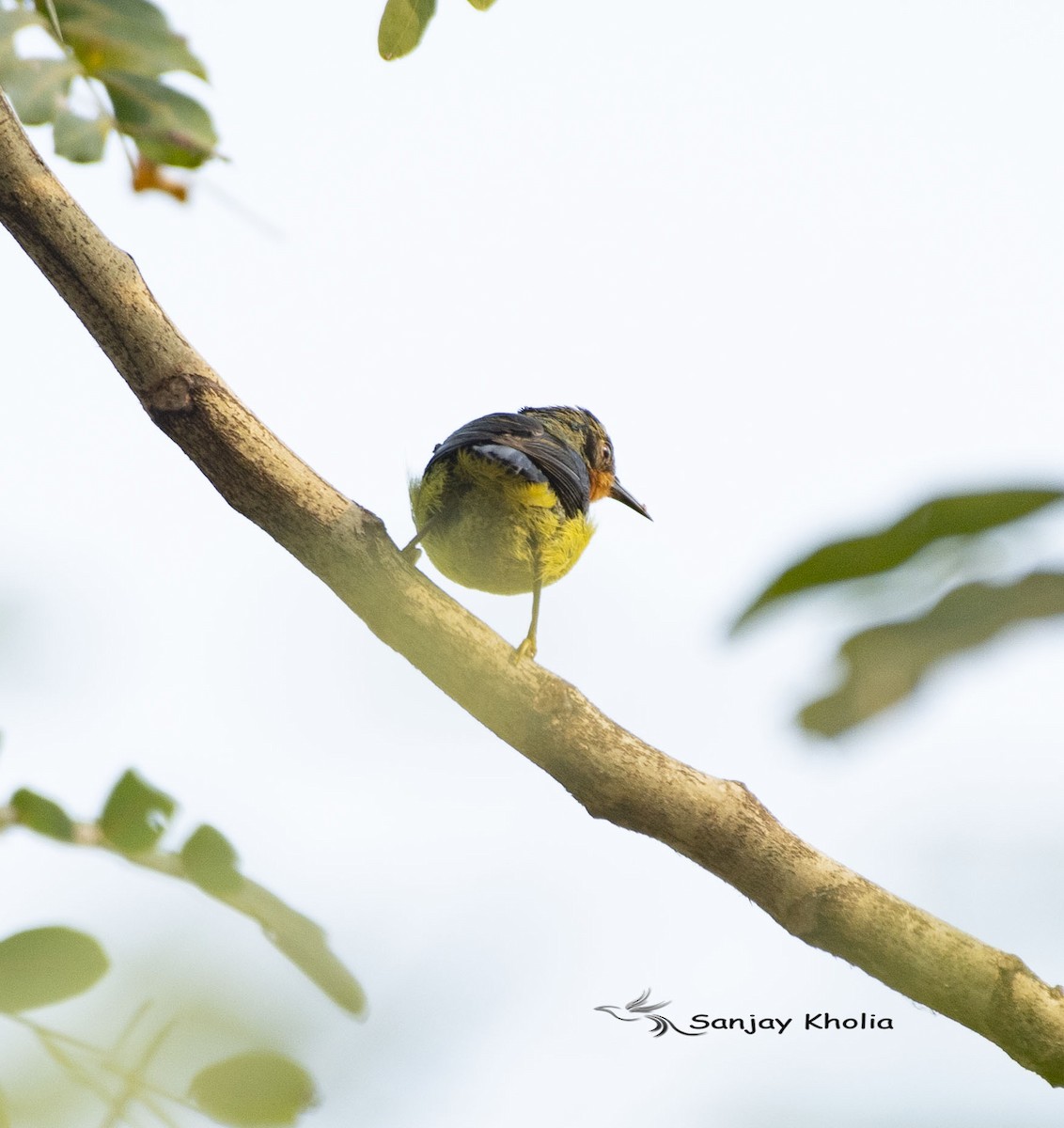 Ruby-cheeked Sunbird - ML631891961