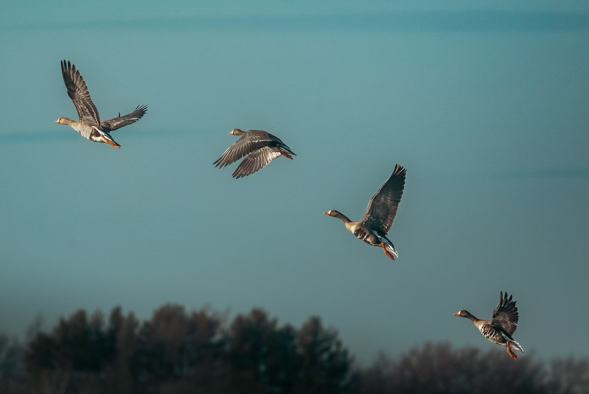 Greater White-fronted Goose - ML631891987