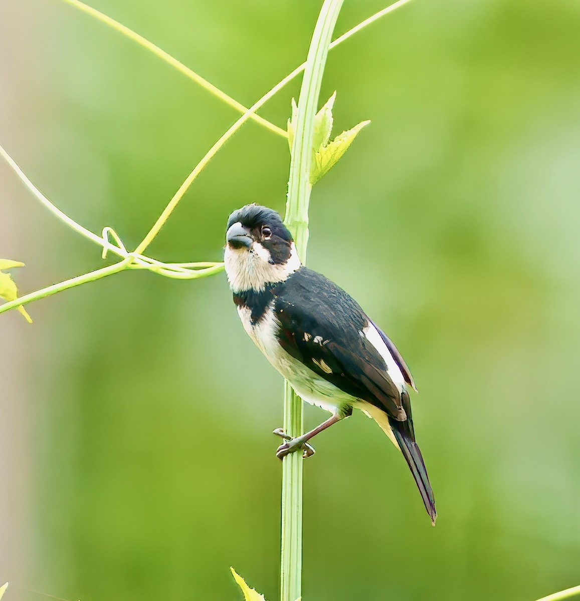 Variable Seedeater - ML631892128